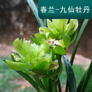 兰花苗春兰名品九仙牡丹浓香四季好养室内花卉绿植物盆栽墨兰盆景
