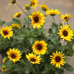 向日葵光辉岁月盆栽耐热好养多年生花园庭院阳台绿植花卉大苗带花