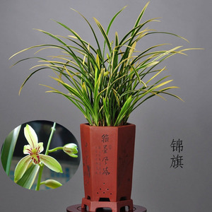 金边兰花建兰 锦旗 金边鹤艺夏秋带浓香花苞室内客厅花卉盆栽