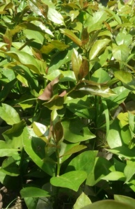 叶仙木麒麟叶仙人掌袖蒲柱青叶麒麟嫁接蟹爪兰