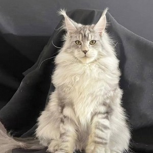 银虎斑缅因猫幼猫活体俄罗斯巨型猫咪活物烟灰黑棕虎斑缅因长毛猫