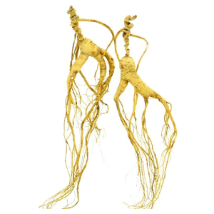 林下参人参野山参移山参长白山礼盒新鲜林下参野生国检高档大人参