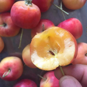 包邮顺丰糖心沙果新鲜大沙果东北特产农家果园食用海棠果1500克