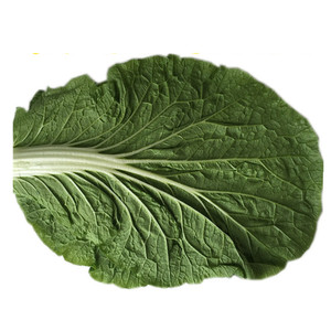 大白菜叶子饭包叶白菜叶东北大白菜叶饭包白菜叶老家 饭包菜叶