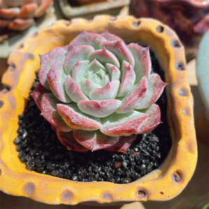 韩国新品正版罗萨莉亚波塞冬精品多肉植物杂交暗纹景天系列小盆栽