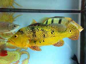 黄金巴西亚鱼活体虫纹巴西亚凶猛肉食混养大型热带观赏鱼宠物鱼苗