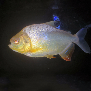 白子银板鱼活体红大白鲳鱼好养易活新手混养鱼大型热带观赏鱼宠物