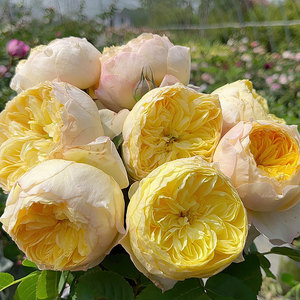 东涤月季 雀啾月季 中国天狼(姜正之) 灌木大花2021新品黄色包子