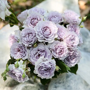 东涤月季 霁色月季中国天狼(姜正之) 蓝紫色浓香灌木大花盆栽花苗