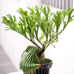 亚猴脑鹿角蕨 珍稀植物 大苗 工厂直发 网红热植 室内养殖颜值高