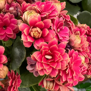 长寿花柠檬珊瑚亮研果冻珊瑚光影带花苞彩妙系列包邮