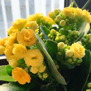 黄色长寿花重瓣大花柏丽橘色巴伯尔索尔丹奶酪宝玉精灵橙色秋容