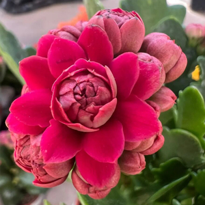 大花品种长寿花巴黎系列重瓣带花苞音律马德里惊艳里斯本喜糖夏荷