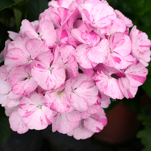 简影花园 舞姬旭 条纹老枝开花多年生大花绣球八仙花阳台庭院绿植