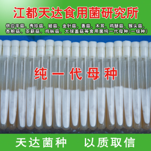 纯一代母种 江都天达食用菌研究所1店 平菇母种食用菌母种一级种