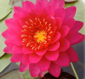 山莓 进口睡莲花苗红色正宗耐寒草缸水草水生植物花卉鱼池水池