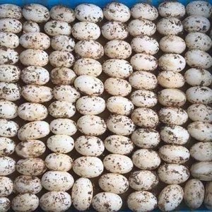 忍者神龟孵化蛋乌龟蛋活体可孵化受精蛋巴西龟草龟鳄龟花蛋