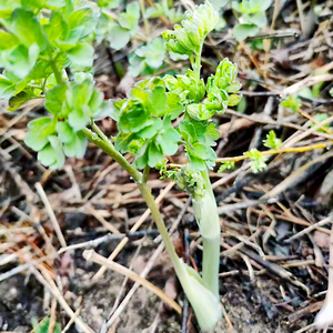 猫爪菜东北野生猫爪子菜苗展叶唐枝草小苗展堂菜山野菜中草药种苗