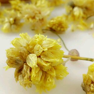 藏区特产野生天然干山葱花200g黄葱花野韭菜花野葱花炝锅调料包邮