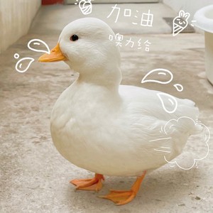 蛋受精蛋可孵化科尔鸭可达鸭纯种宠物鸭鸭幼崽活体缺月梧桐7376227