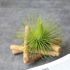 空气凤梨 密叶宝石 大宝石无土植物办公桌面趣味绿植空凤故事