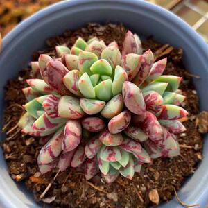 80湘英旗舰店天猫多肉植物血滴子雪燕血燕带血斑多肉迷你肉肉稀有贵