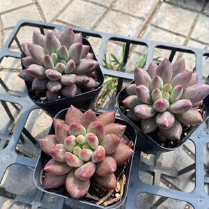 红蜻蜓所罗门多肉植物精选 状态好粉红尖涵涵肉多多全店满38元包