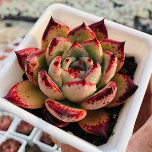 皮蛋多肉植物东云系多年生状态好全店满38包邮涵涵肉多多