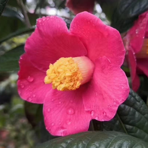 多齿红山茶 原生苗 盆栽茶花 名贵 绿植 单瓣红色花 庭院种植绿化