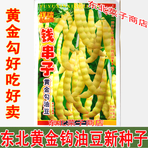 新籽 东北油豆角种子黄金勾鼓豆面豆角 弯勾黄一代黄金钩豆角种子