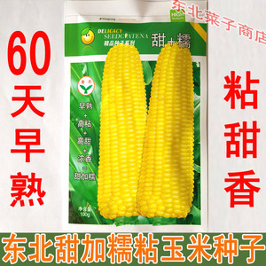 早熟玉米种子
