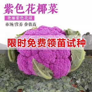紫色花椰菜种子彩色花菜种籽孑菜花籽种特色菜蔬菜四季春季菜花苗