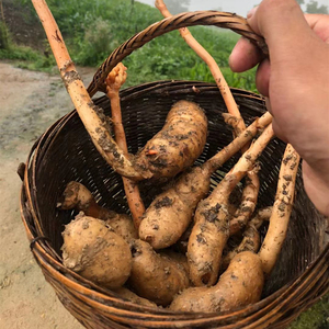 神农架高山特级野生天麻纯天然冬麻 炖汤头疼可切片打粉100g包邮