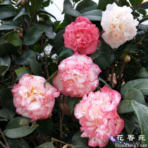 名贵宽彩带白衣大皇冠茶花女皇二号室内阳台庭院福建龙岩茶花树苗