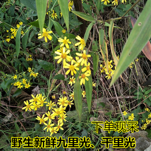 002人付款淘宝中药材 斩龙草 500克 别名 千里光九里明九领光 一扫光