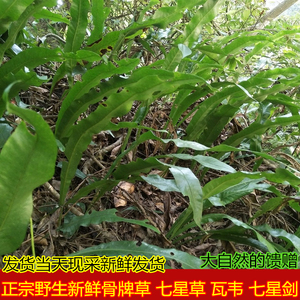 七星草