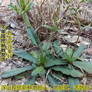 粤北地胆头新鲜地胆草中草药煲汤料苦地胆坐地娘天芥菜地斩头500g