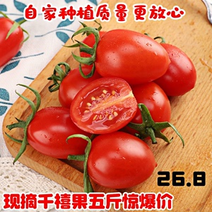 圣女果新鲜山东生吃小柿子水果孕妇蔬菜农家自种西红柿千禧小番茄