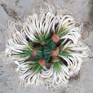 四川藠头新鲜5斤带叶荞头蔬菜现挖茭头成都特色小吃薤白凉拌菜