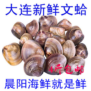 大连海鲜特产 海鲜文蛤 鲜活文蛤 花蛤鲜活蛤蜊 味道鲜美6-7个/斤