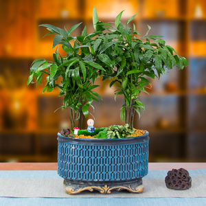 竹柏盆栽平安竹植物客厅办公室家居乔迁开业送礼摆台大型易养盆景