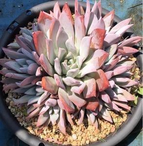 宠物及园艺 园林业 园林植物 仙人掌及多肉植物 墨西哥雪球