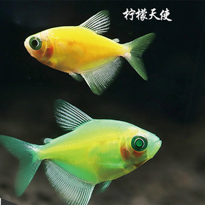 青苹果天使鱼柠檬天使鱼小型热观赏带鱼淡水鱼活体宠物鱼群游
