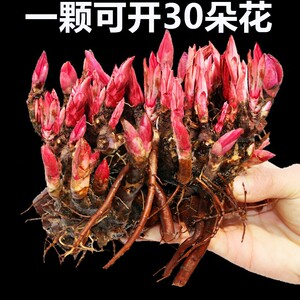 重瓣芍药花苗带芽根块四季花卉多年生阳台庭院浓香花植物盆栽耐寒