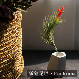 空气凤梨狐狸尾巴无土植物室内客厅盆栽绿植花卉植物空凤来仪