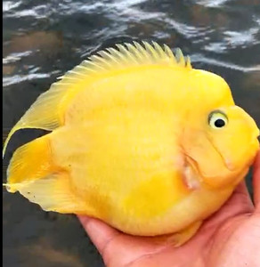 黄元宝鹦鹉鱼
