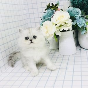 金吉拉猫纯种幼猫