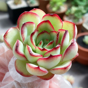 红边灵影多肉植物红边灵影韩国进口墨西哥花月夜办公室盆栽包邮