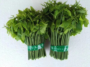 正宗天绿香益肝菜新鲜野菜树仔菜树菜青菜绿色蔬菜500g海南野菜