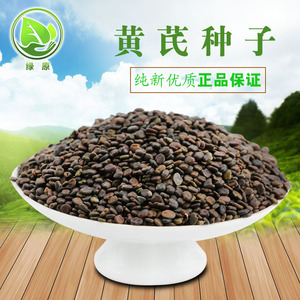 黄芪子种子